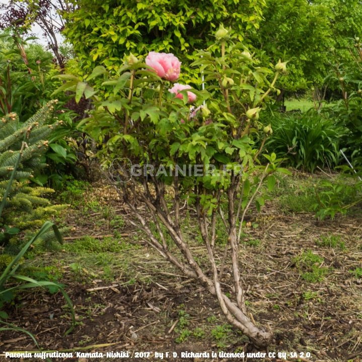 Arbre à Pivoine, Pivoine arbustive, Paeonia suffruticosa image